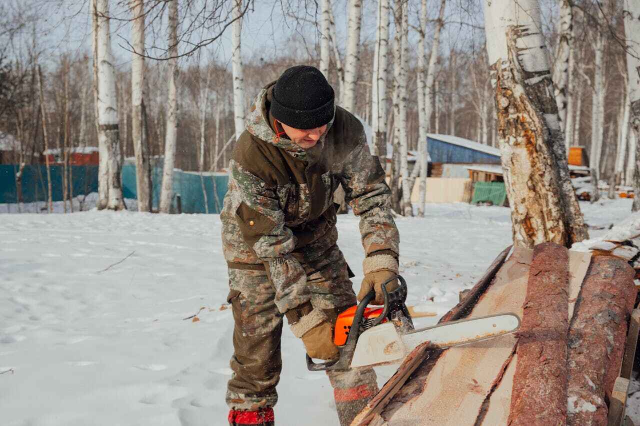 Best Palm Tree Trimming  in USA